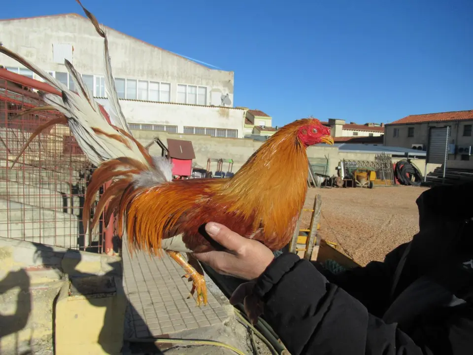 Uno de los 8 gallos robados a una familia de Valladolid. / Guardia Civil