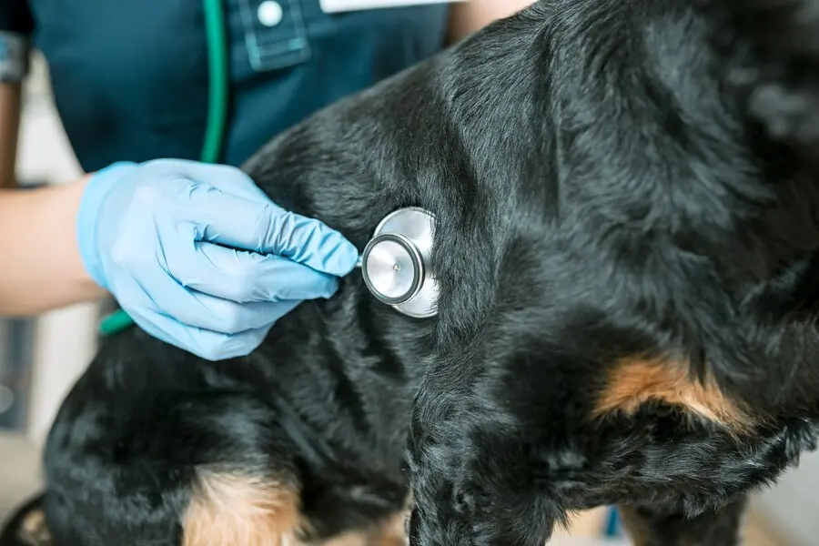 OVB denuncia el desconocimiento sobre c&oacute;mo elegir seguros de salud para mascotas