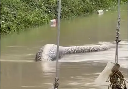 Una serpiente pit&oacute;n de seis metros flotando en una carretera inundada. / Red X