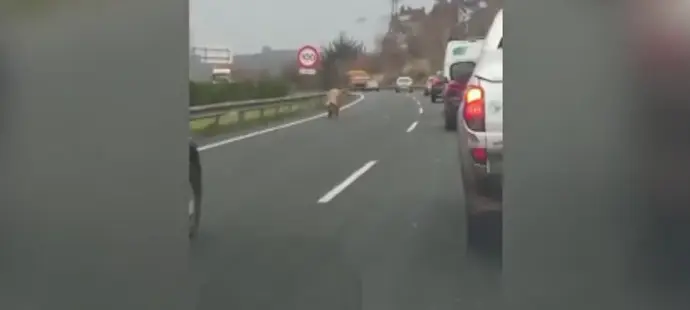 La cerda caminando por la A-8. &frasl; IG