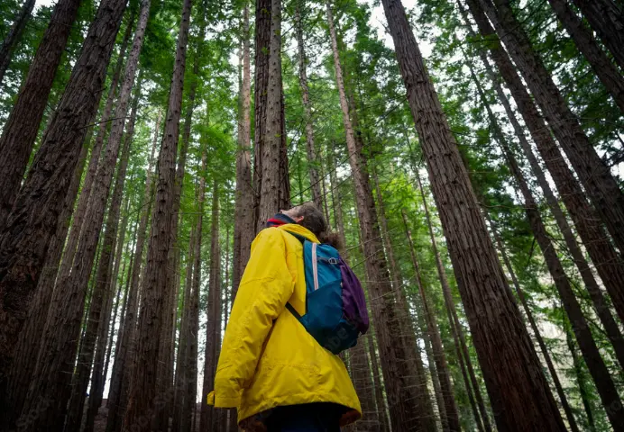 Una persona en el Bosque de las Secuoyas. / A.S.