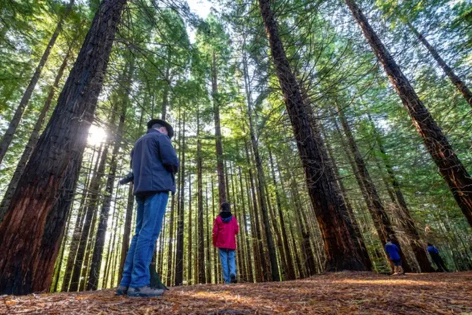 Paseantes recorriendo el majestuoso Bosque de Secuoyas de Cabez&oacute;n de la Sal, un enclave natural &uacute;nico en Cantabria, donde la luz se filtra entre los imponentes &aacute;rboles centenarios.