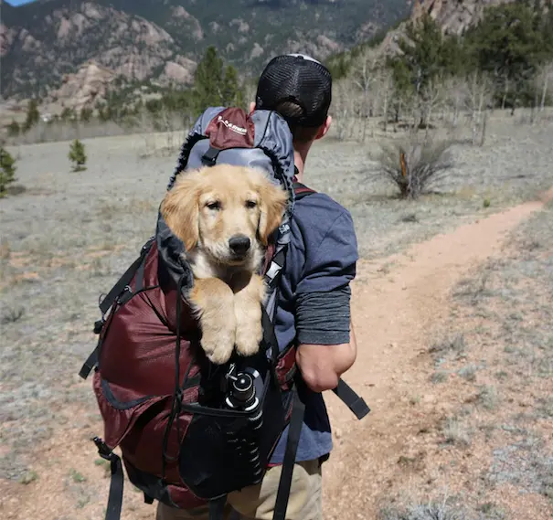 Una persona da un paseo con su mascota. / A.E