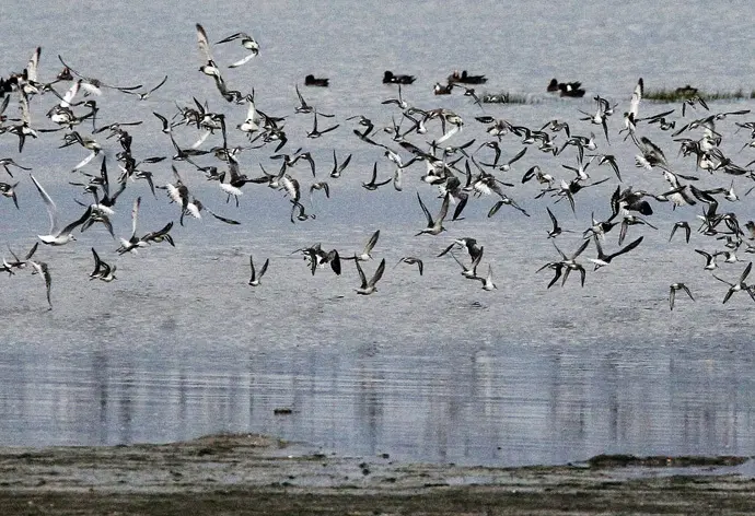 Un bandada de aves en una marisma c&aacute;ntabra. / x