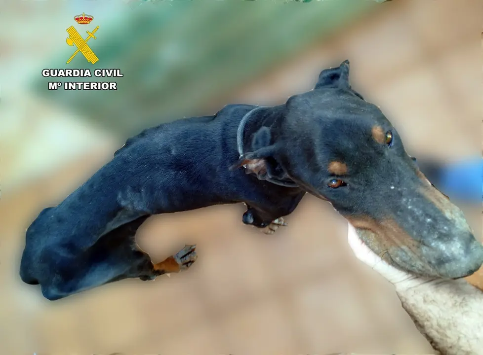 La Guardia Civil salva a un perro en estado extrema desnutrici&oacute;n en Torrelavega. / G.C.