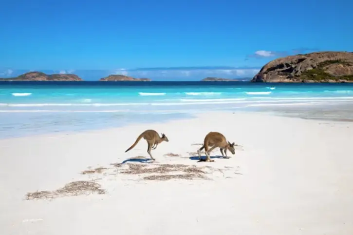 Familia de canguros en la playa de Lucky Bay, Esperance, Australia Occidental