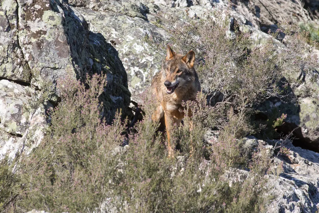 Un lobo ib&eacute;rico suelto en el campo.  / Alerta