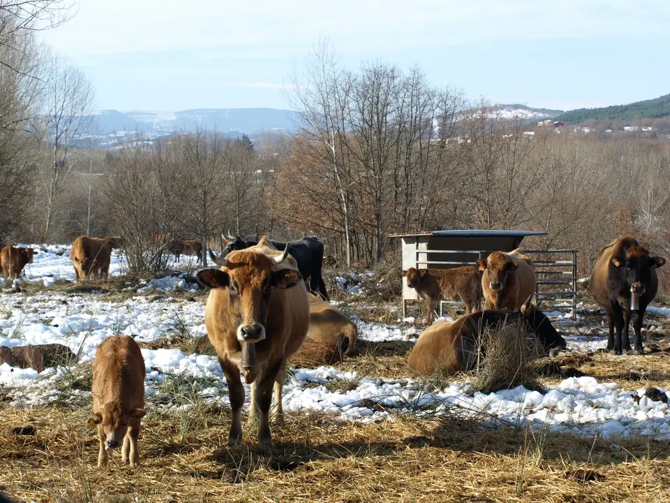 Varias vaca en el campo c&aacute;ntabro. / Alerta