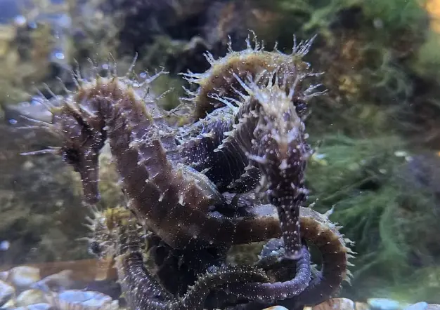 Dos caballitos de mar del museo. / IG