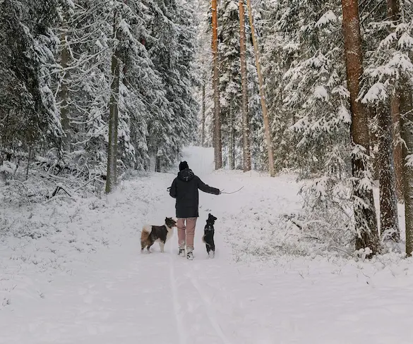 Una persona hace una ruta con sus perros por la nieve. / A.E