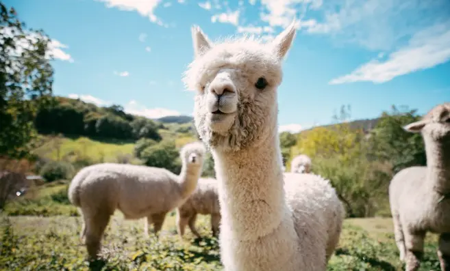 Las alpacas que se pueden visitar en Ibio. / IG