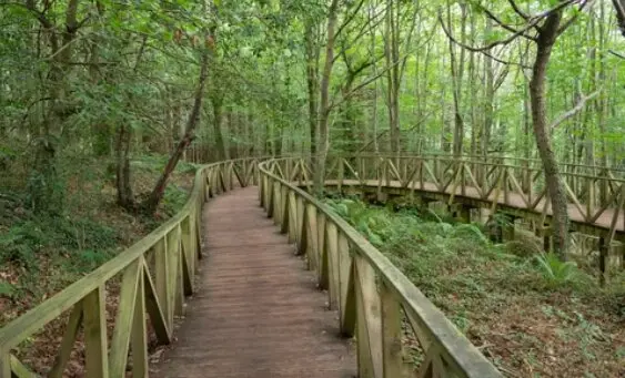Una arte del bosque de Secuoyas de Cantabria. / A.S.
