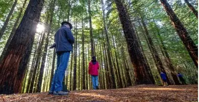Varias personas en el bosque de las Secuoyas en un d&iacute;a soleado. / A.S.