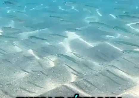 El agua cristalina de la playa. / A.E