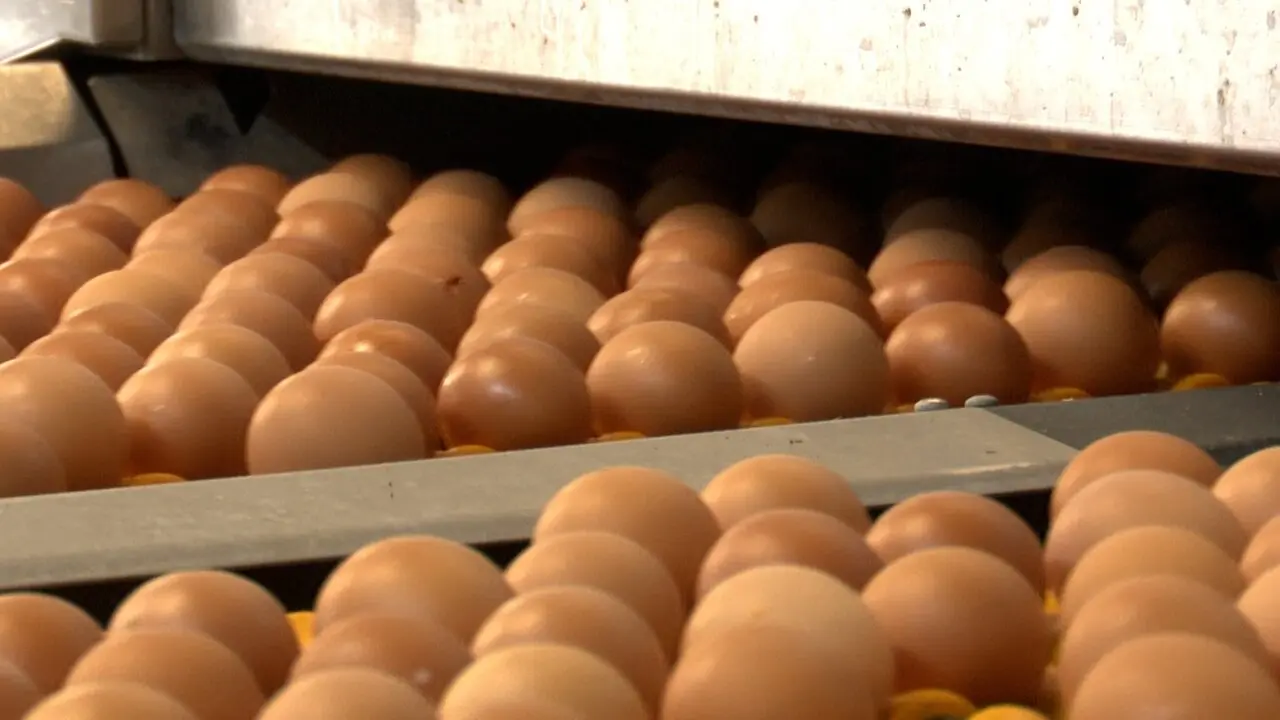 Huevos listos para ser vendidos. / EP