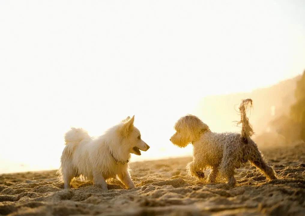 Dos perros jugando en la playa. / A.E