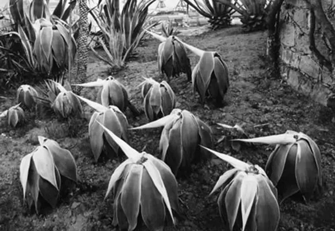 Obra del artista Joan Foncuberta. / x