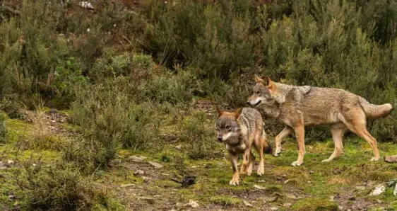 Lobo ib&eacute;rico. / A.S.