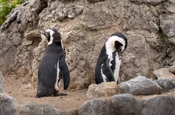 Algunos de los animales que hay en el Palacio. / A.S.P