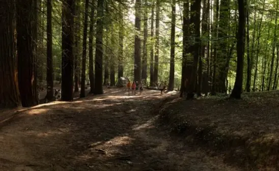 Varias personas paseando por el bosque de las Secuoyas. / A.S.