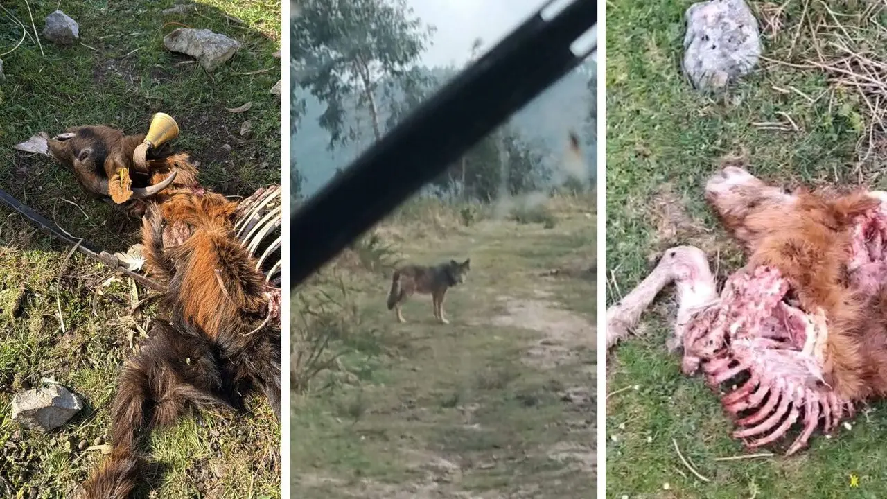 El lobo presente por la zona y ataques al ganado. / Vox Torrelavega