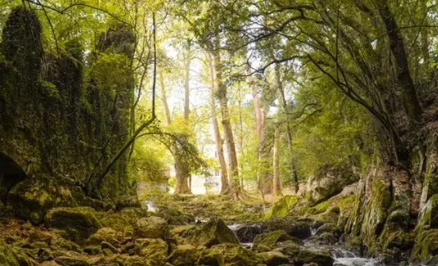 Los bosques de Cantabria son uno de los grandes atractivos. / A.S.