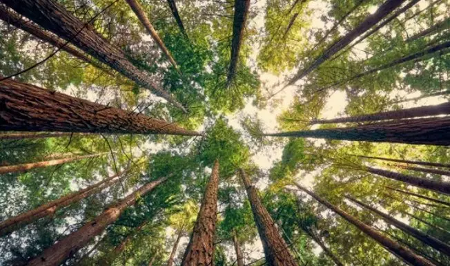Bosque de la Secuoyas en Cabez&oacute;n. / A.S.