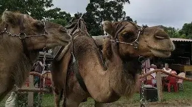 Algunos de los animales que se pueden ver en el Safari. / A.E