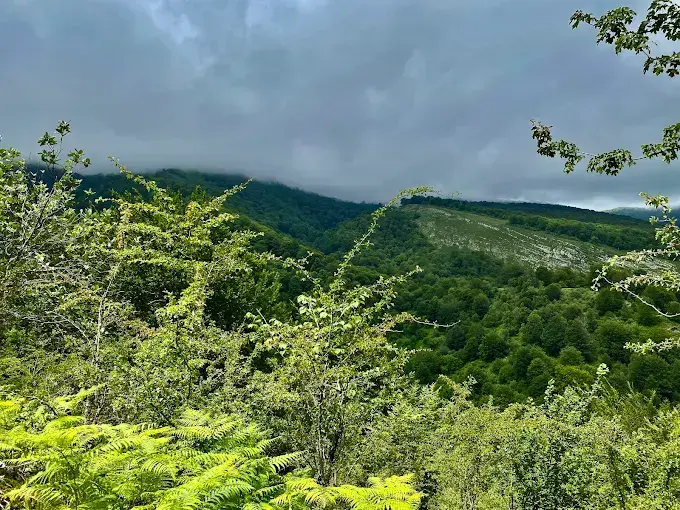 El bosque de Sejos. / A.E