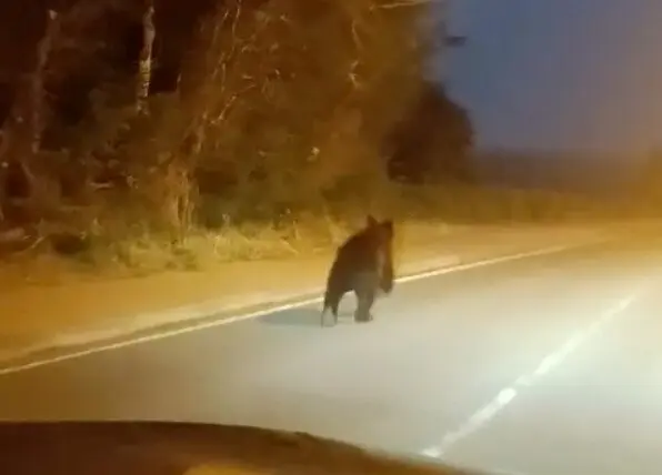 Un oso corriendo por las calles de Reinosa. / A.E.