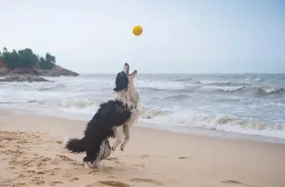 Un perro jugando en la playa. / A.S.