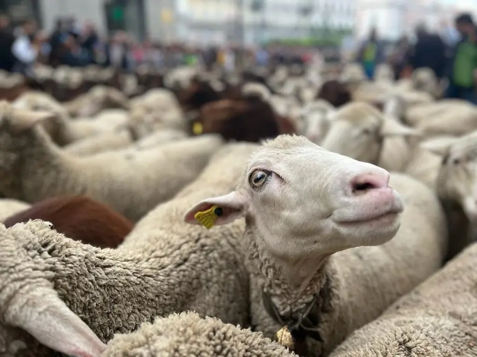 El virus, favorecido por el mosquito Culicoides y las altas temperaturas, amenaza especialmente a ovejas y cabras. / EP