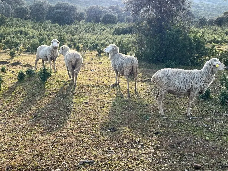 Ganado ovino. / EP