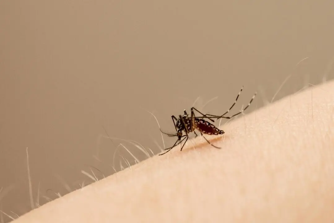 La fiebre chikungunya se propaga r&aacute;pidamente por Guangdong, encendiendo las alarmas del sistema de salud chino. / EP