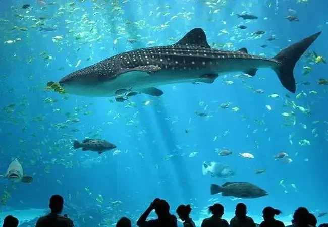 El acuario que se puede visitar. / A.E