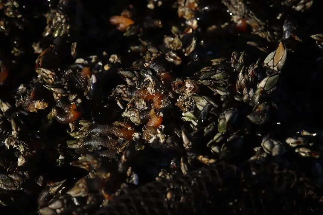 Varios kilos de percebes. / Adri&aacute;n Irago