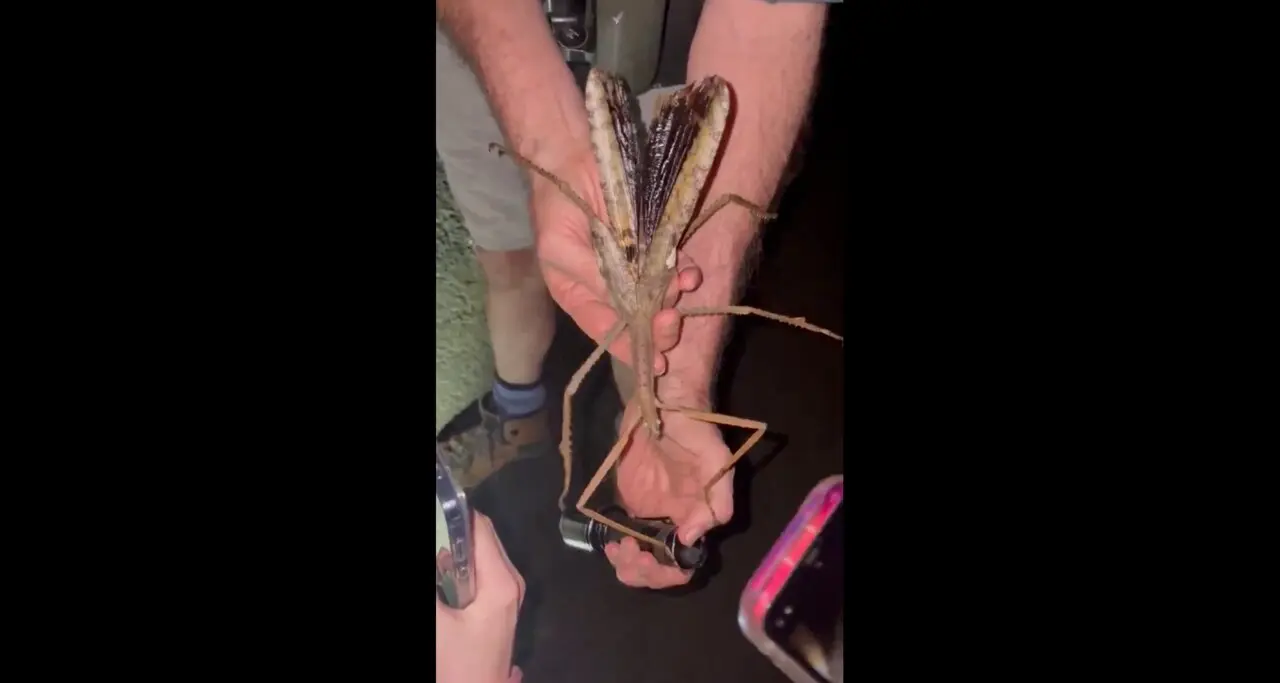 Insecto palo gigante encontrado en Australia. / X