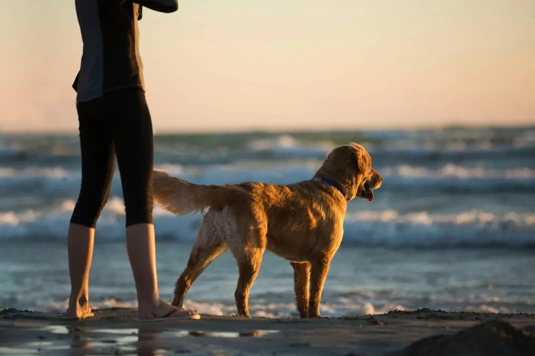 Una persona paseando en un playa para perros. / A.E