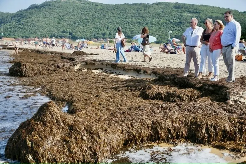Retiradas m&aacute;s de 200 toneladas de algas invasoras en las playas de Noja. / A.E