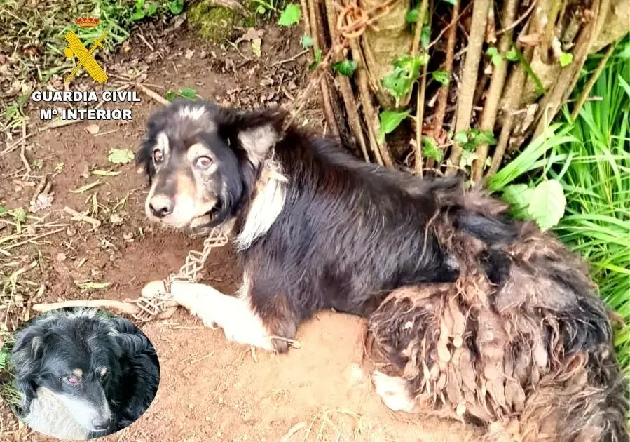 Uno de los perros abandonados. / G.C