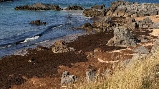 Algas asi&aacute;ticas en las playas de Noja. / EP