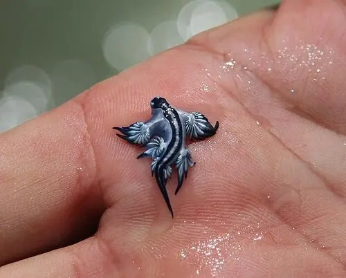 Un ejemplar del drag&oacute;n azul. / EP