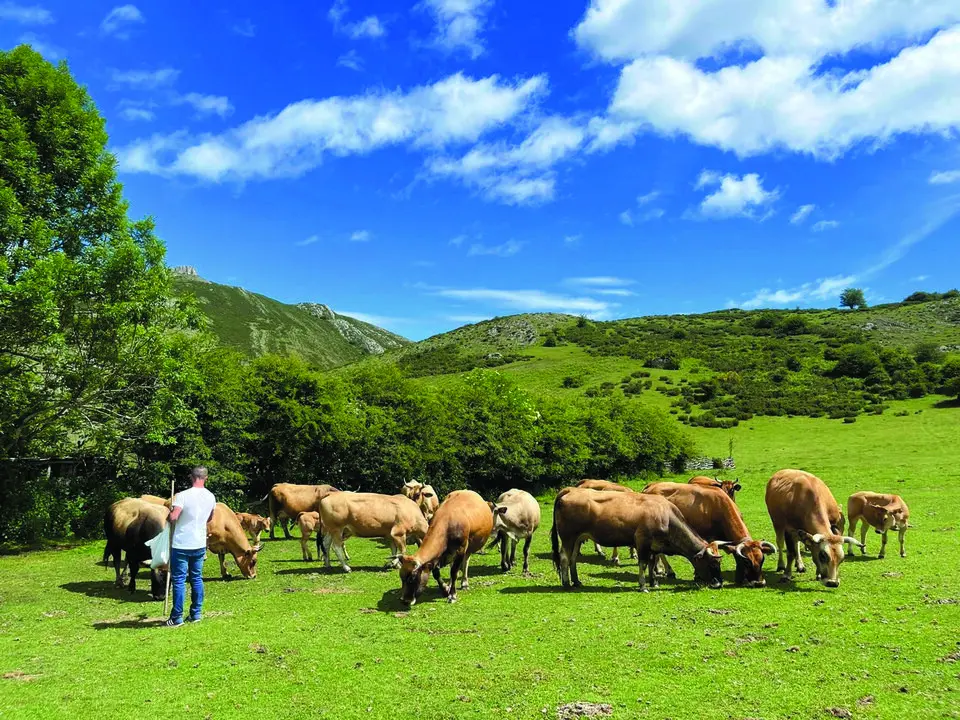 Un hombre con las vacas en el campo. / Alerta