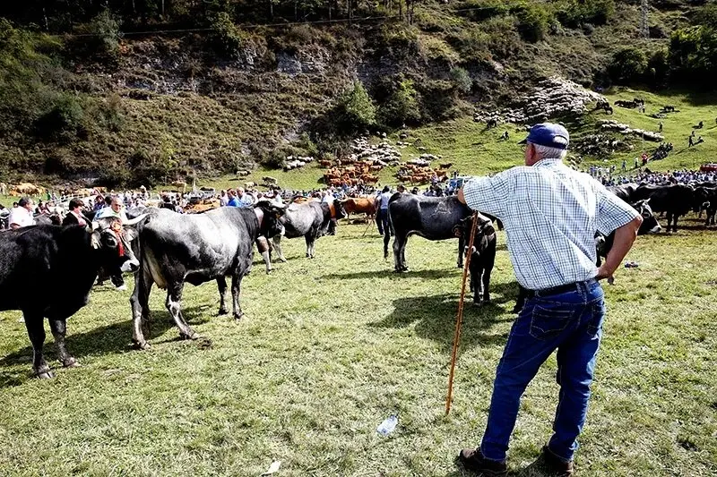 Mientras que en 2023 se registraron 7.113 animales infectados, en 2024 el n&uacute;mero descendi&oacute; a 4.189, y en 2025 no hay casos confirmados. / Alerta