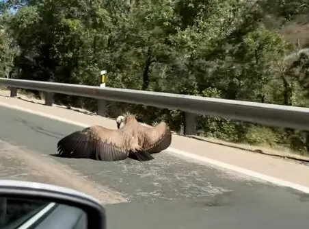 Un buitre en medio de la carretera. / TikTok