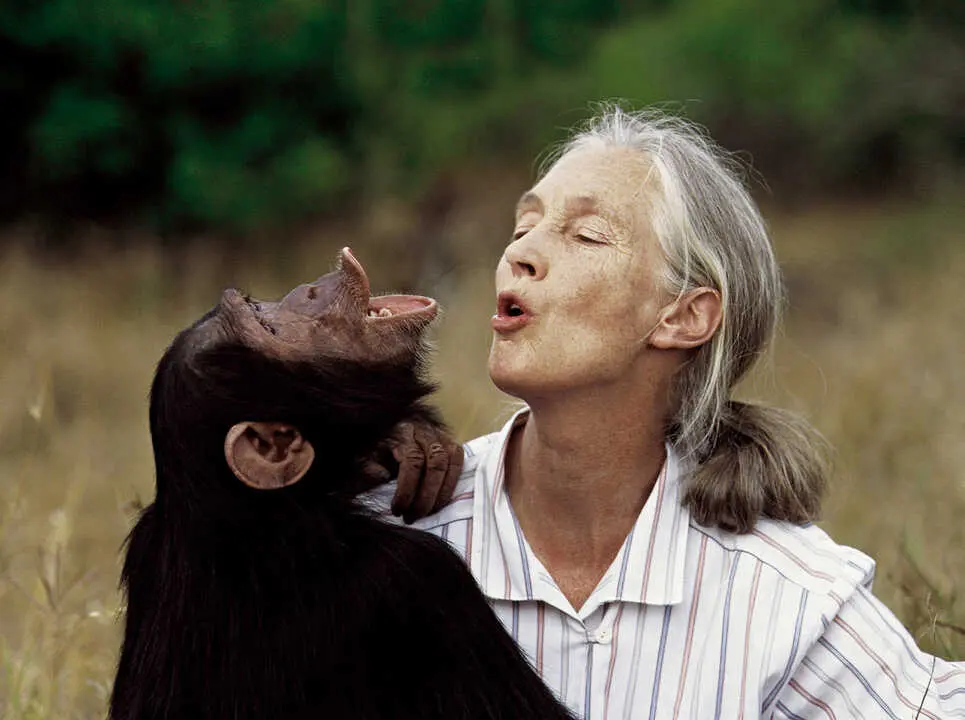 Jane Goodall nos ense&ntilde;&oacute; que los chimpanc&eacute;s tambi&eacute;n fabrican herramientas. / EP