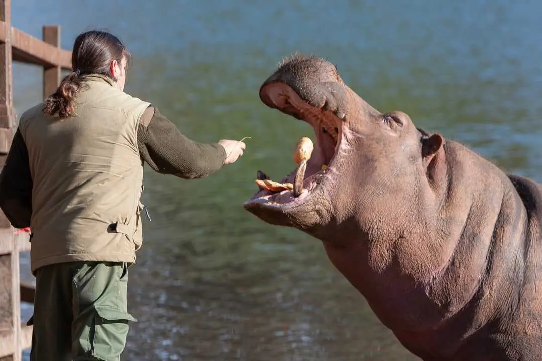Cab&aacute;rceno celebra 35 a&ntilde;os con m&aacute;s de 1.000 animales y 120 especies. / Alerta