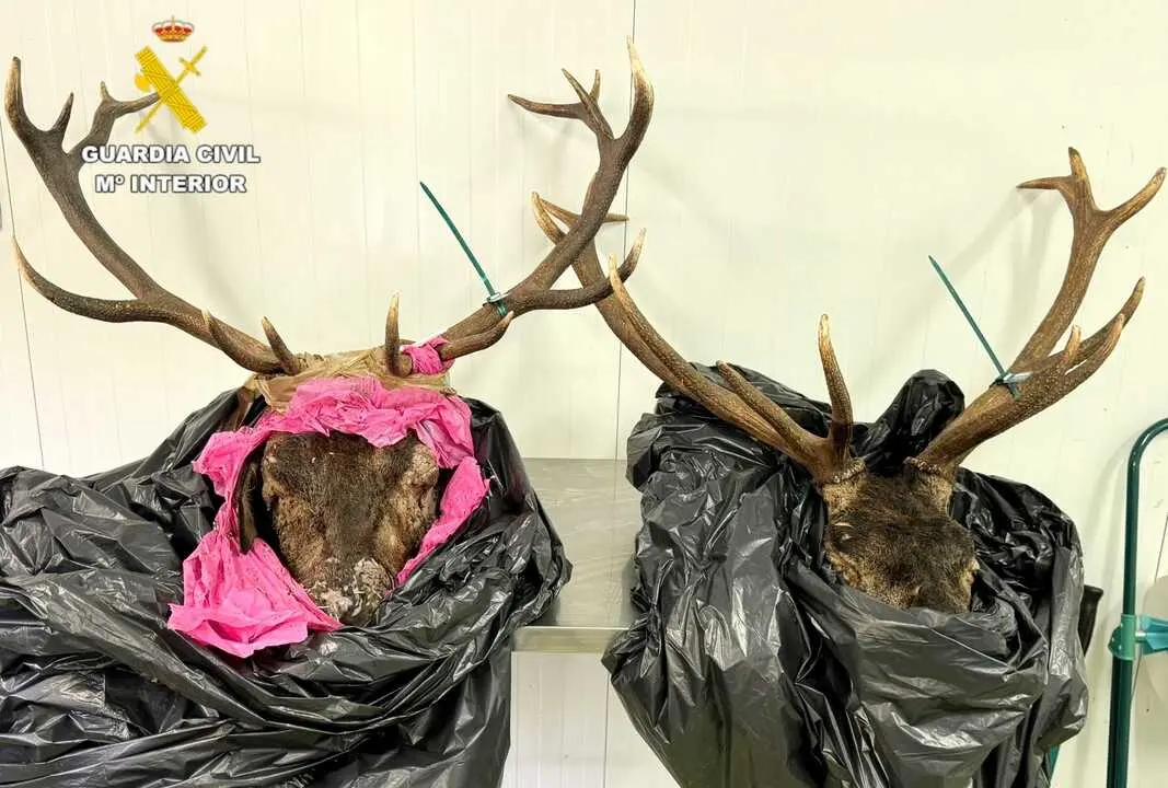 Denunciado por llevar dos cabezas de venado sin precinto cuando circulaba por Potes. / G.C