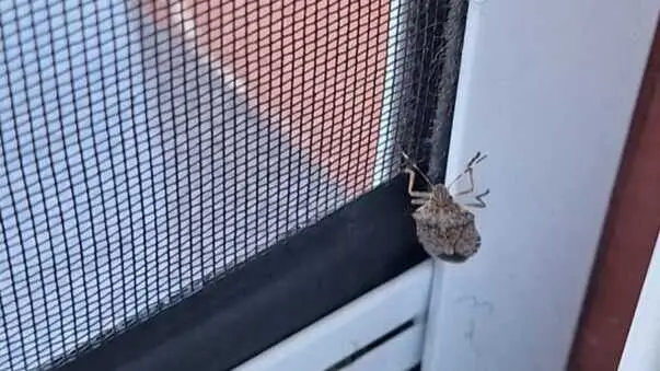 Los vecino de Torrelavega se queja de que el Ayuntamiento no ha hecho nada efectivo para frenar la plaga. / EP