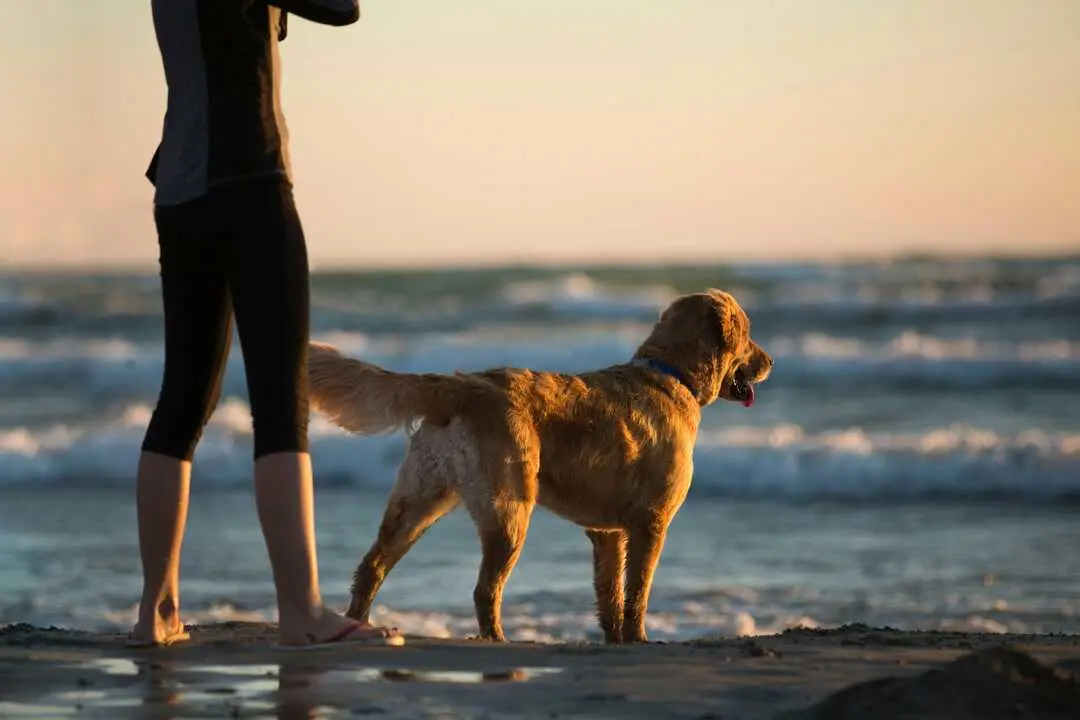 Una persona en la playa con su perro. / A.E